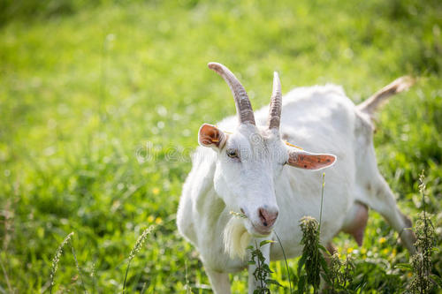 全球十大羊奶粉排行榜国产的有哪些?